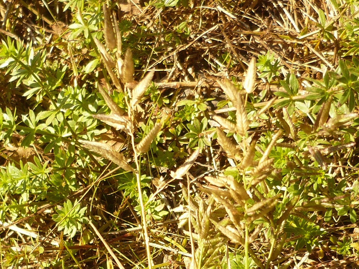Eragrostis cilianensis (Poaceae)